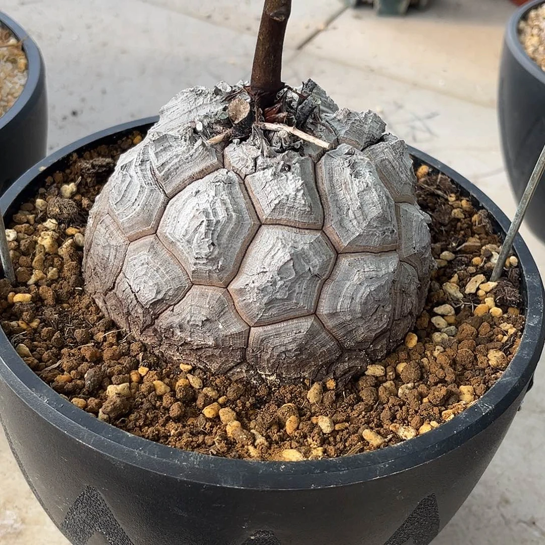 精品白皮足球南非龟，12.2公分