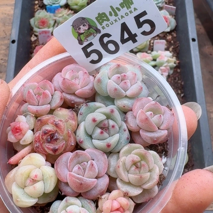 多肉植物多肉植物