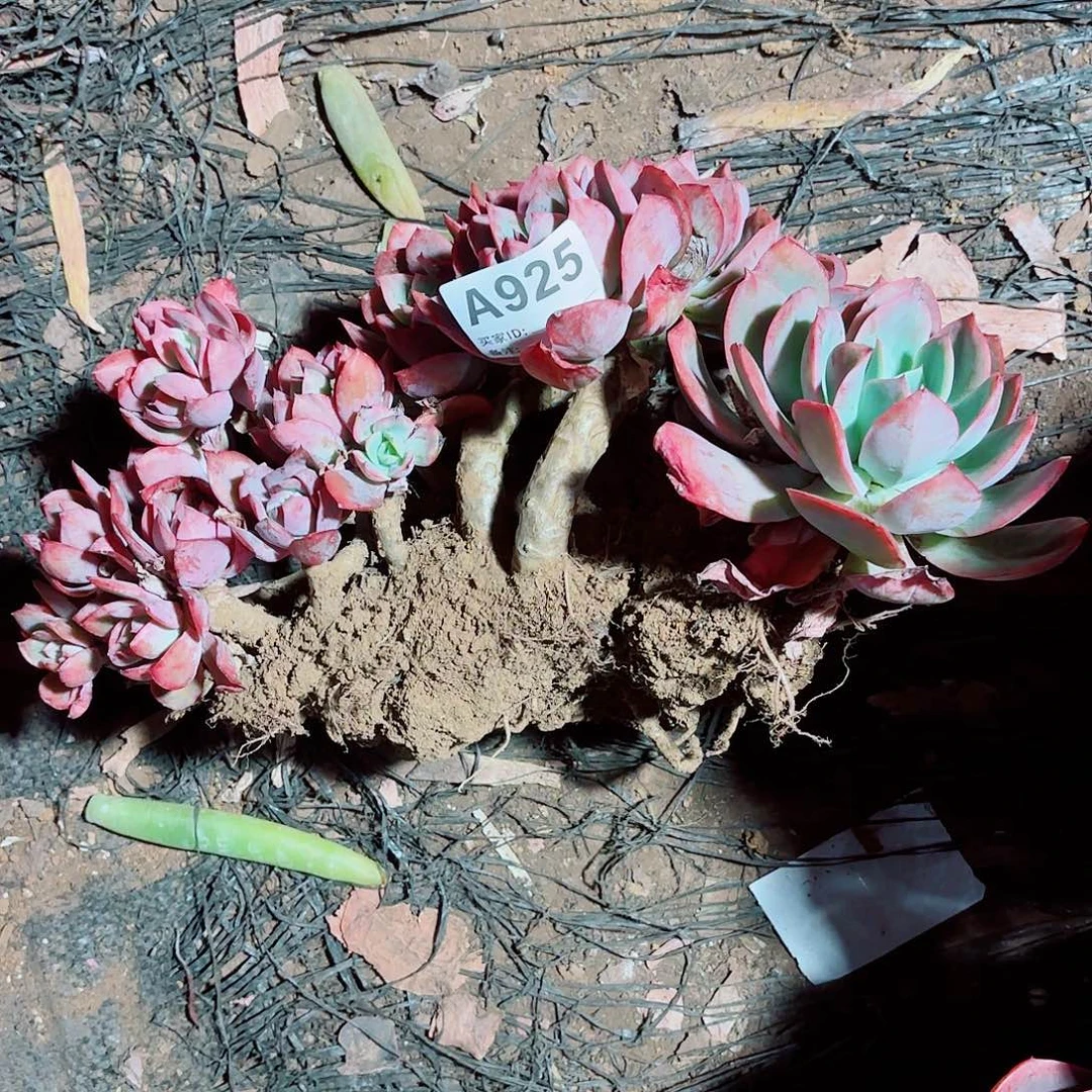 寻***丹多肉多肉多925号多肉