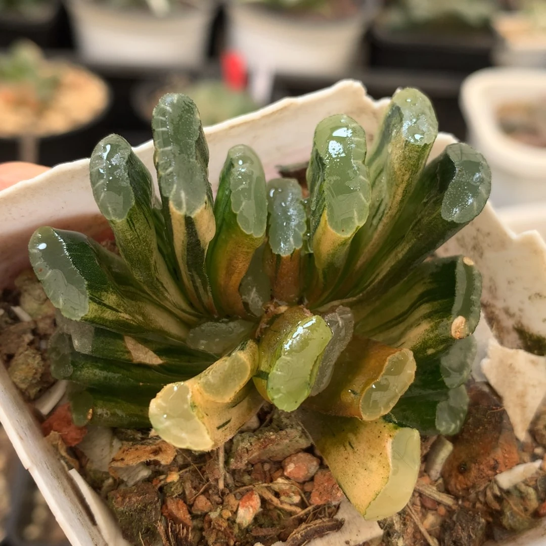 薄叶玉扇锦，带盆发货