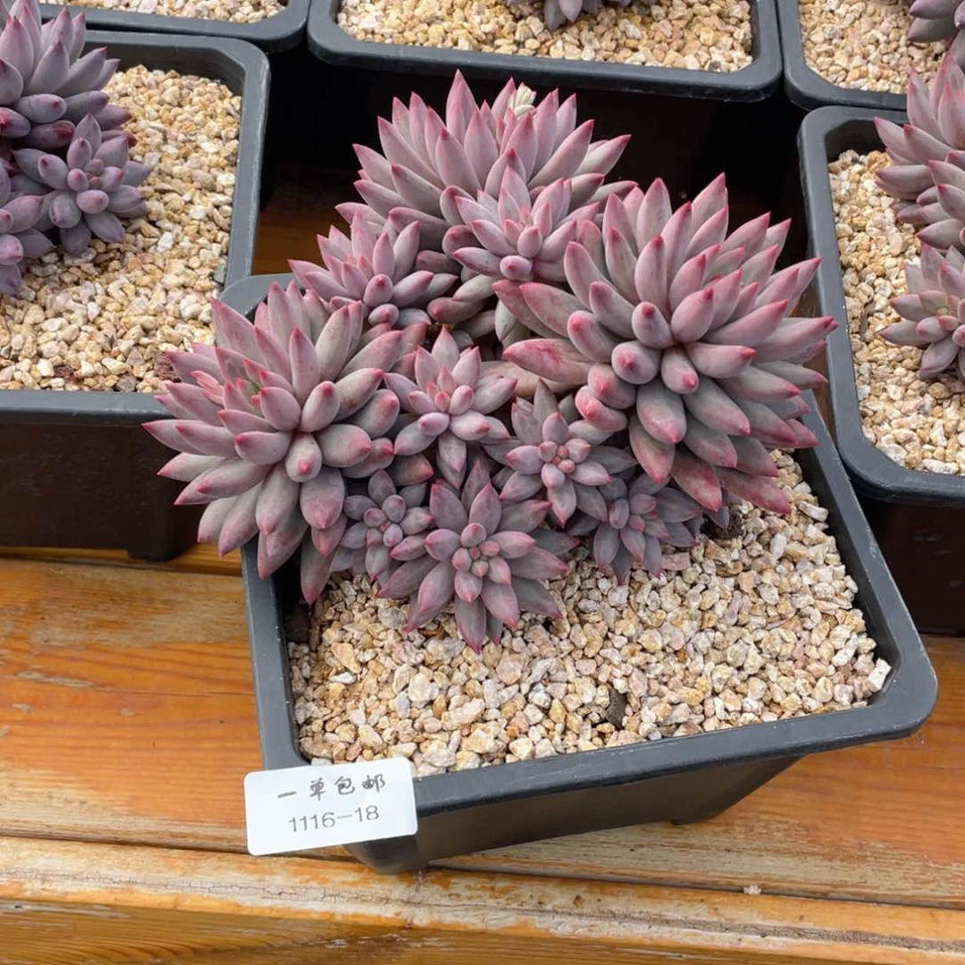 温1116-18-虞美人，。，，，，