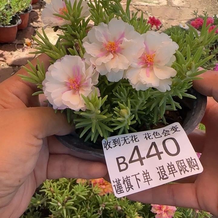 当前无花朵，栽培后可花朵B440超小苗盆口10cm