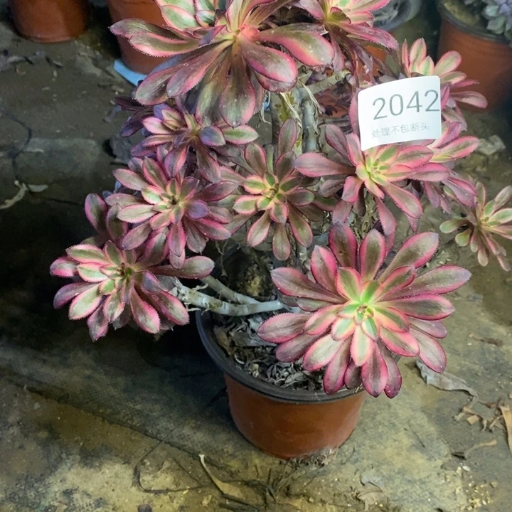 香奈儿多肉断头不包2042