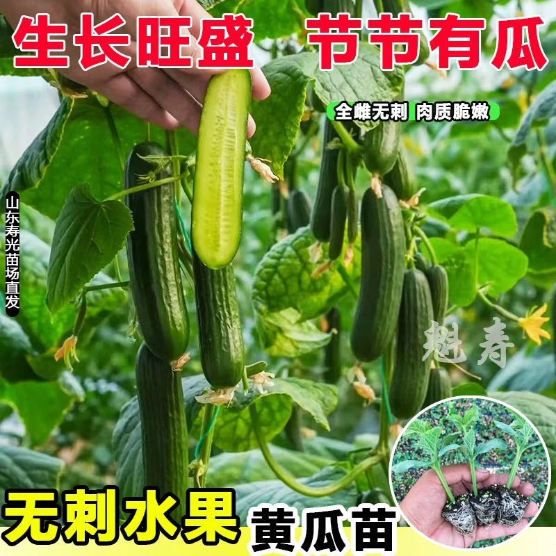 寿光脆甜水果黄瓜苗秧高产无刺小黄瓜青瓜种子阳台盆栽玉女大黄瓜