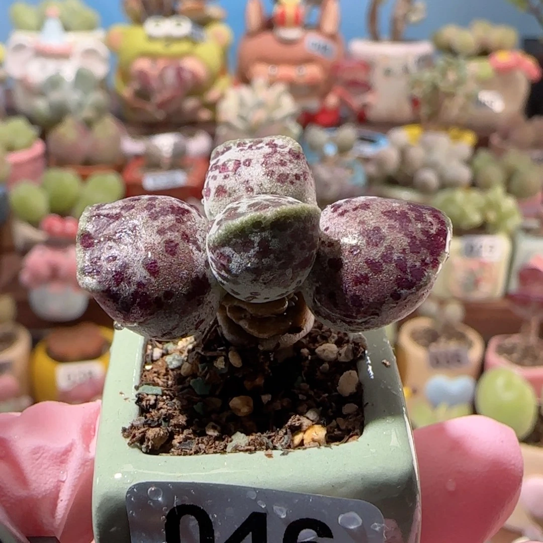 T可爱粉丸盆口1.8cm