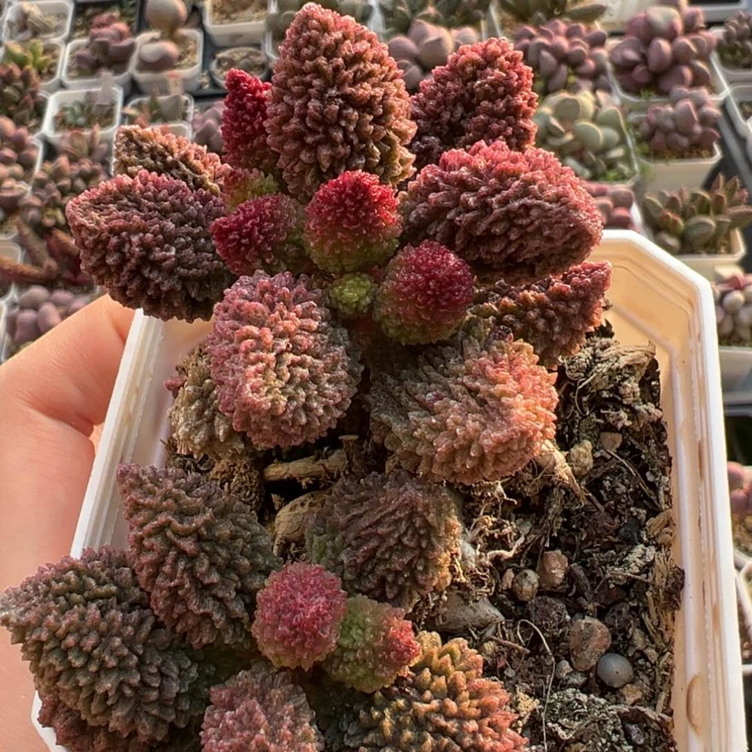 满盆朱紫玉老桩多肉植物水泡