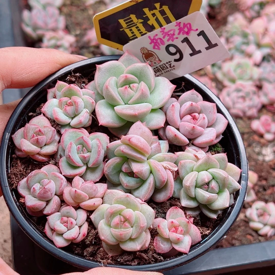 多肉植物多肉植物