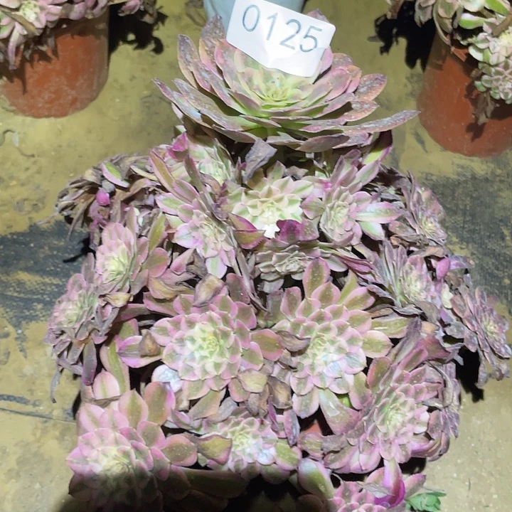 多肉植物法师125红铜白