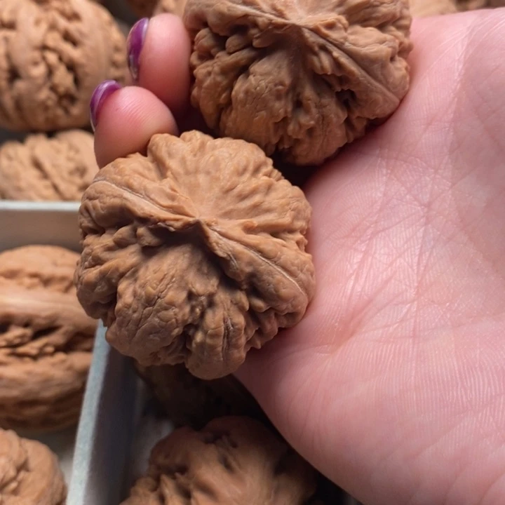 水***生霸王龙全品无修一刀没动