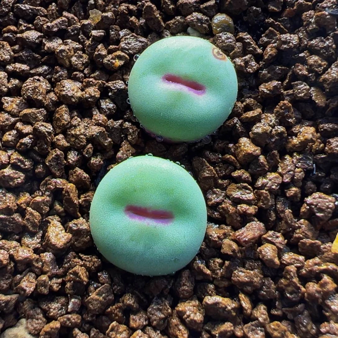 251多肉植物种类和