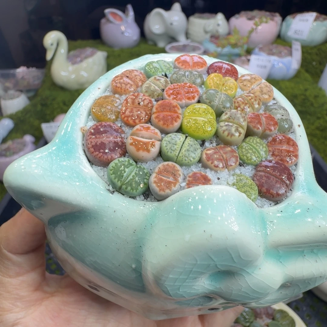 多肉植物福利冲854