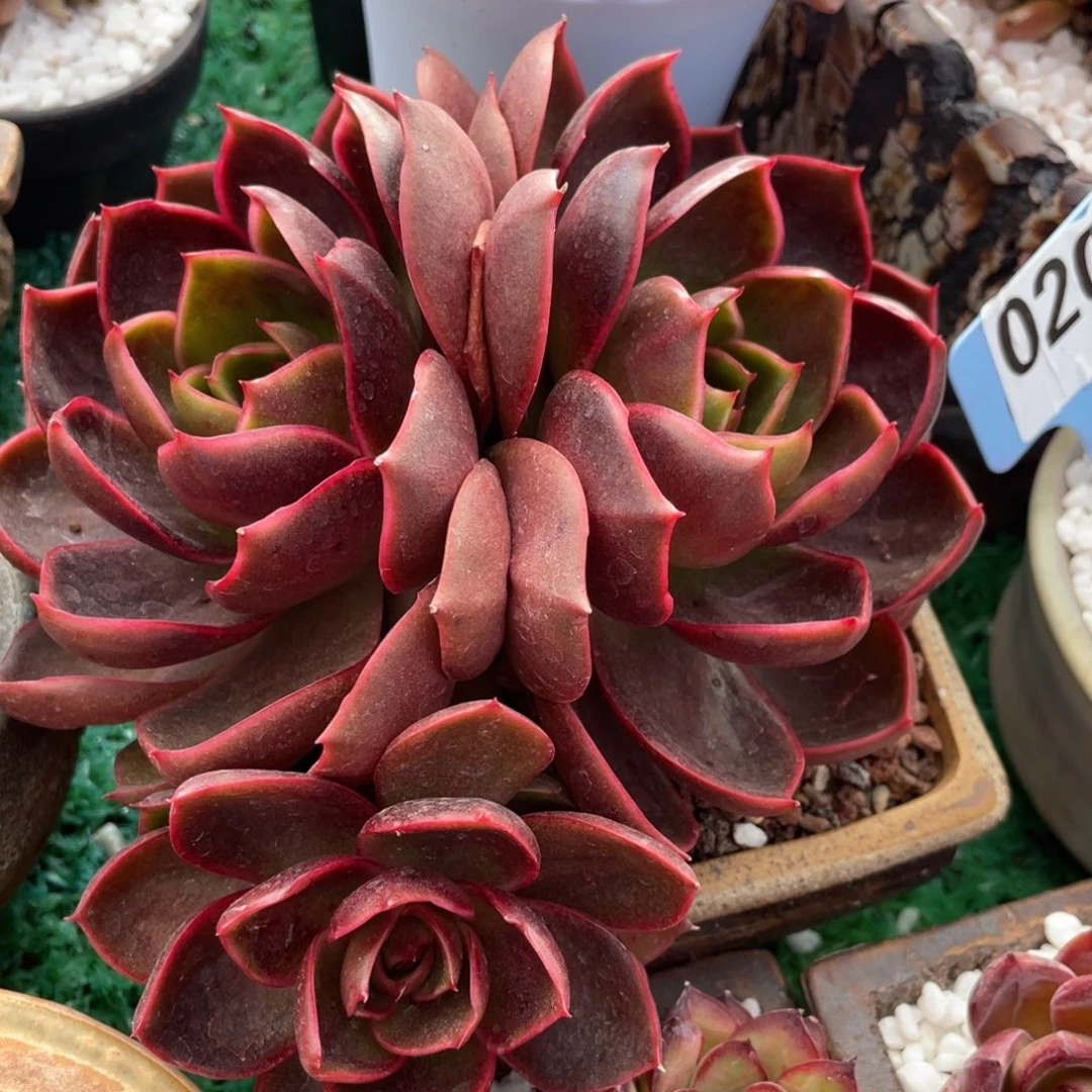 多肉植物盆栽多肉