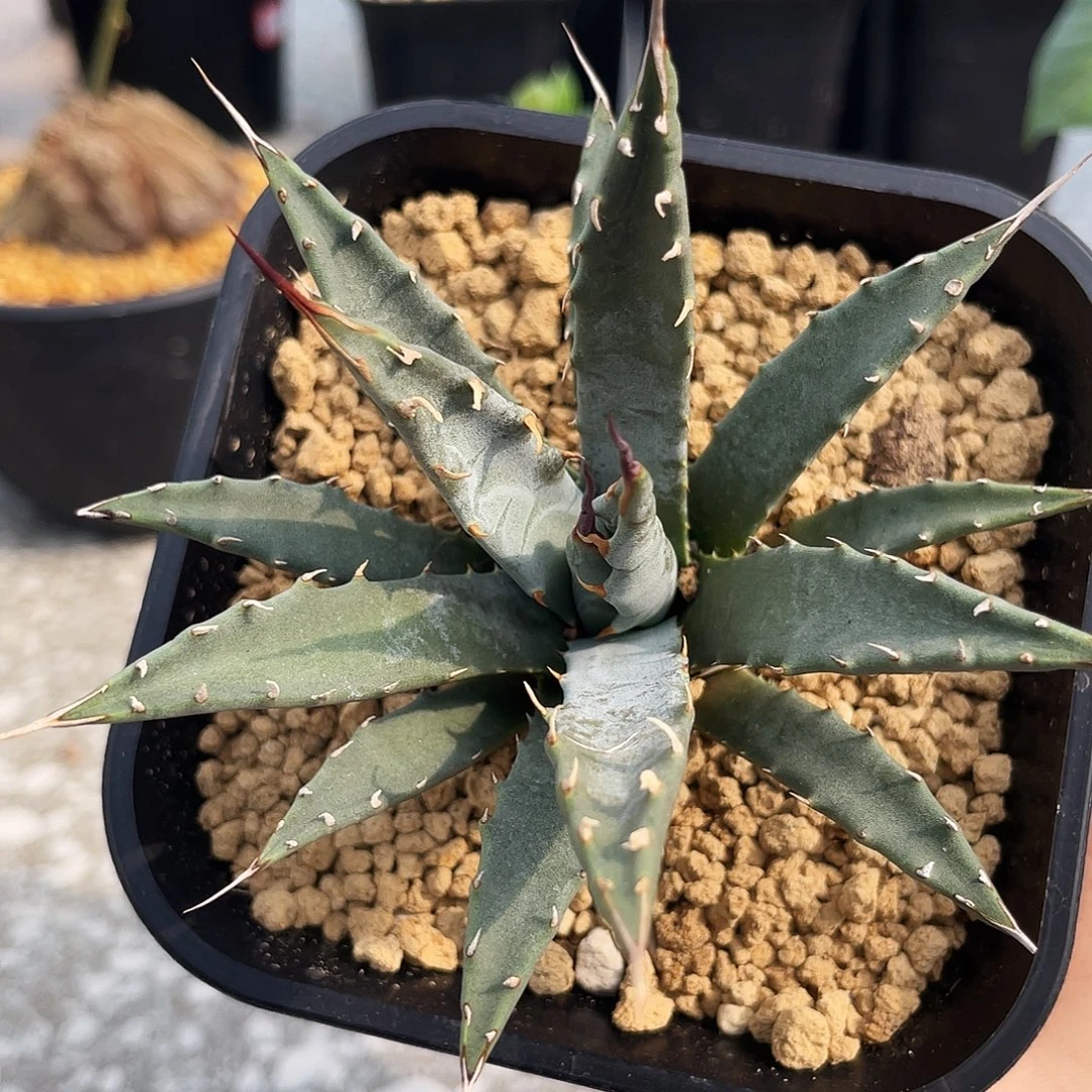 妖炎曲刺666666666666666