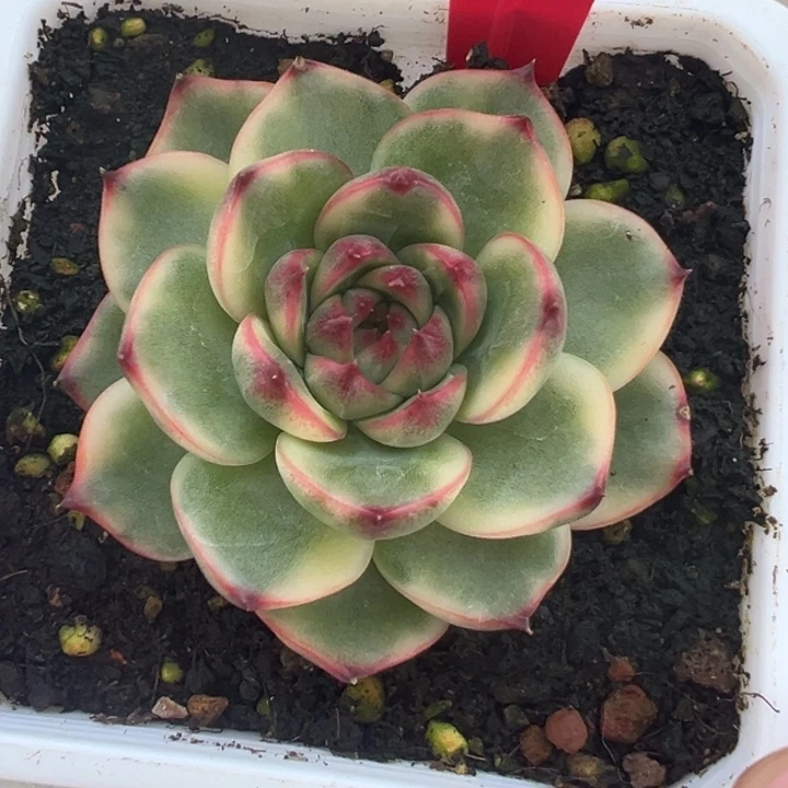 5028号月亮石锦多肉