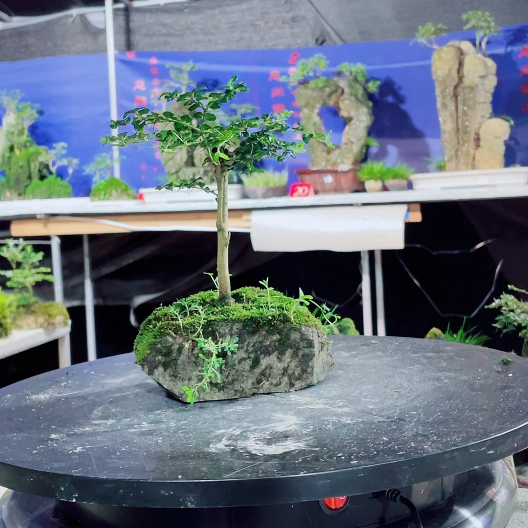 双***电完全开放新品上架一套送三本