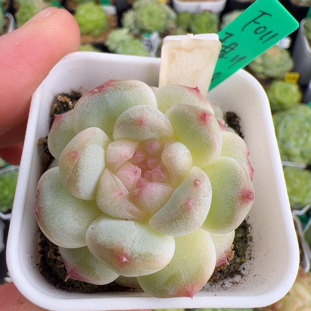 甜心11 米格多肉啦啦啦 011