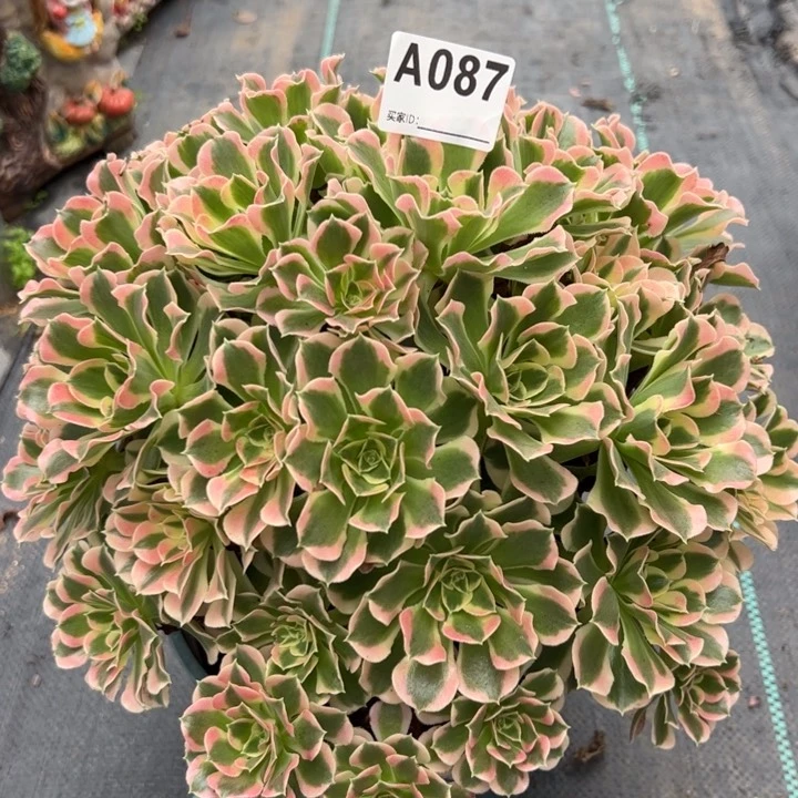 087白凤30厘米左右