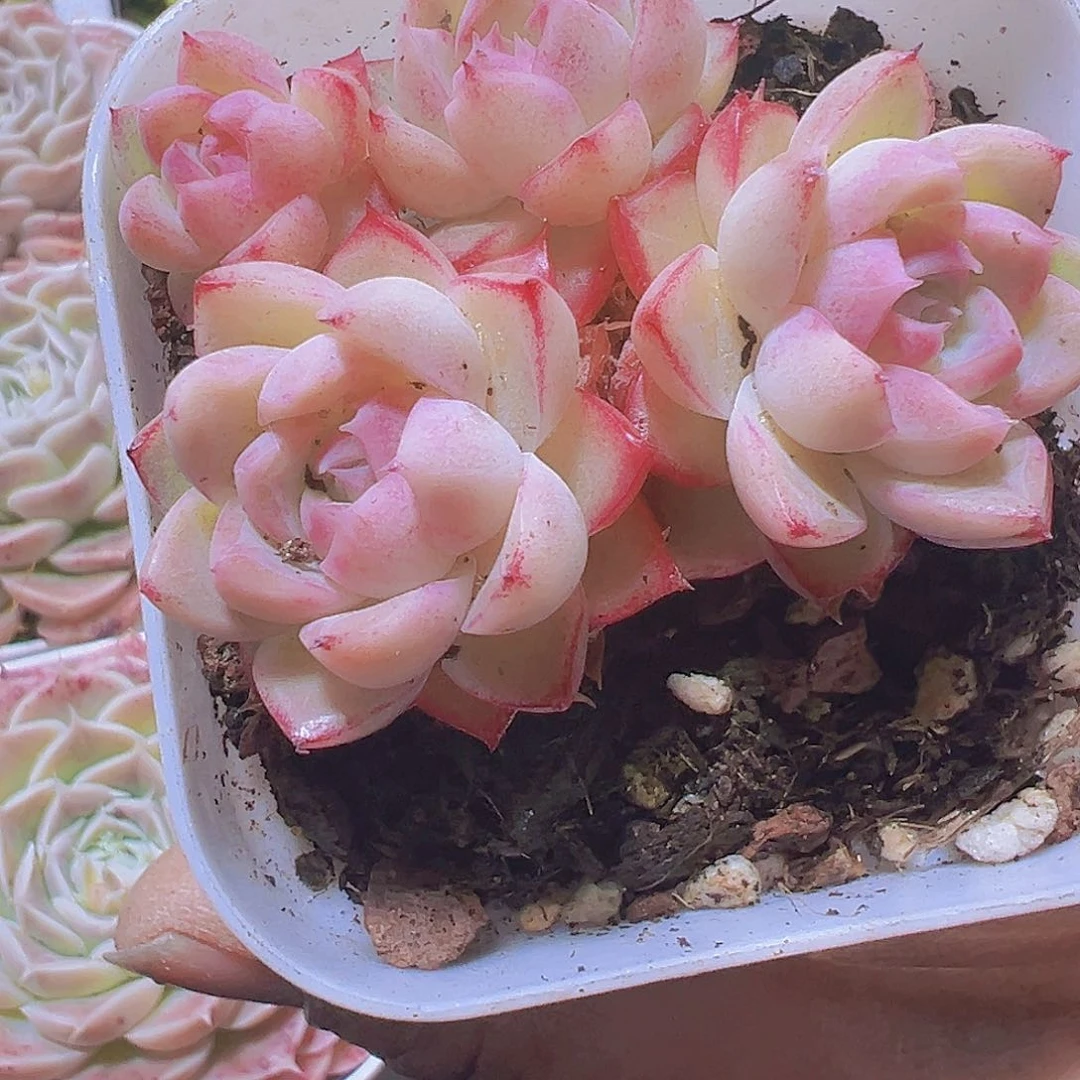 边线女王19包邮多肉