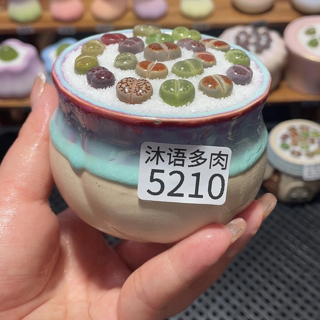 带盆土植物 一物一拍5210