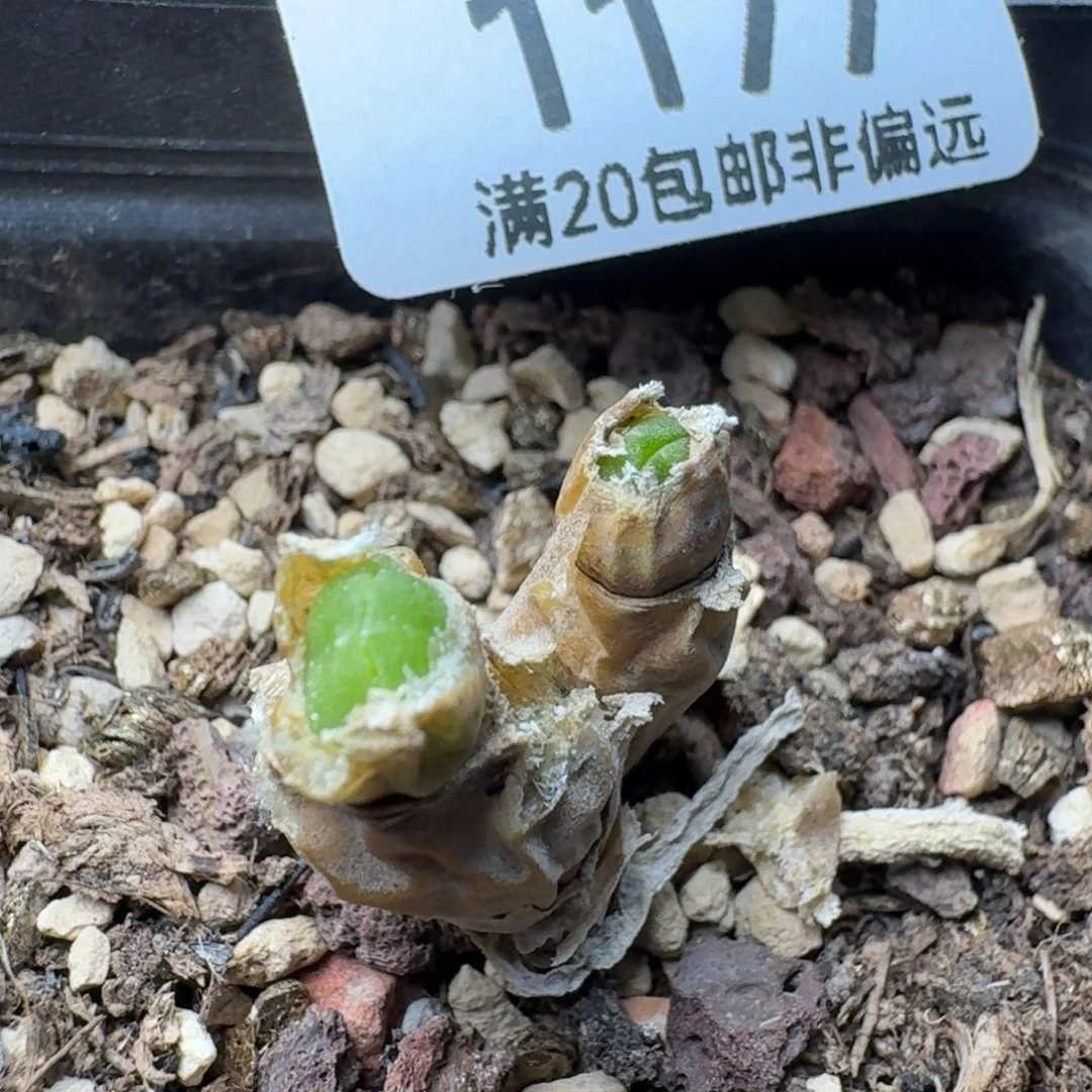 碧光环带盆土