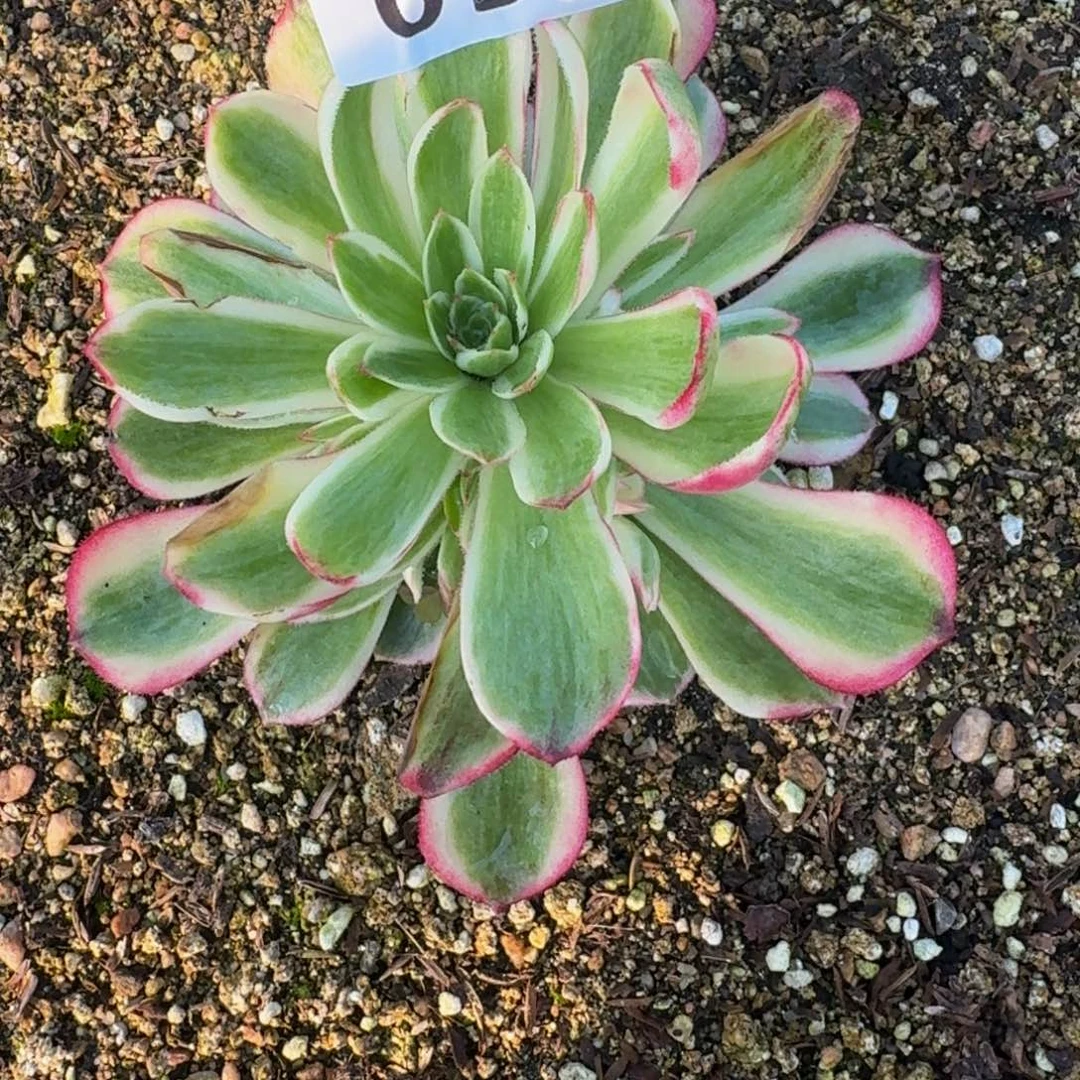 只**你095倾城到秋天。多肉植物