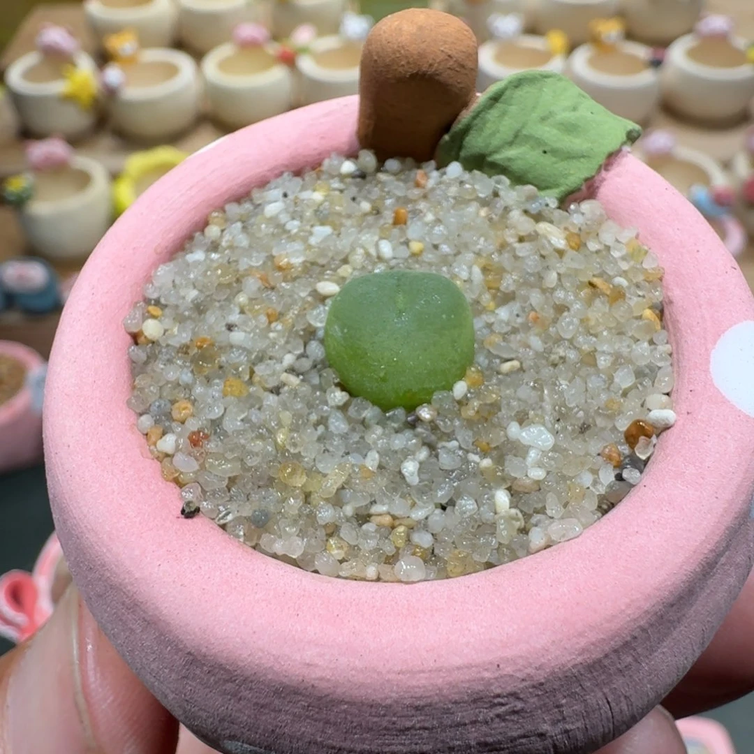 蘑菇1345拉登多肉植物