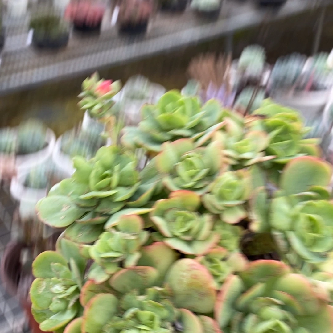 4828碧桃老桩一物一拍