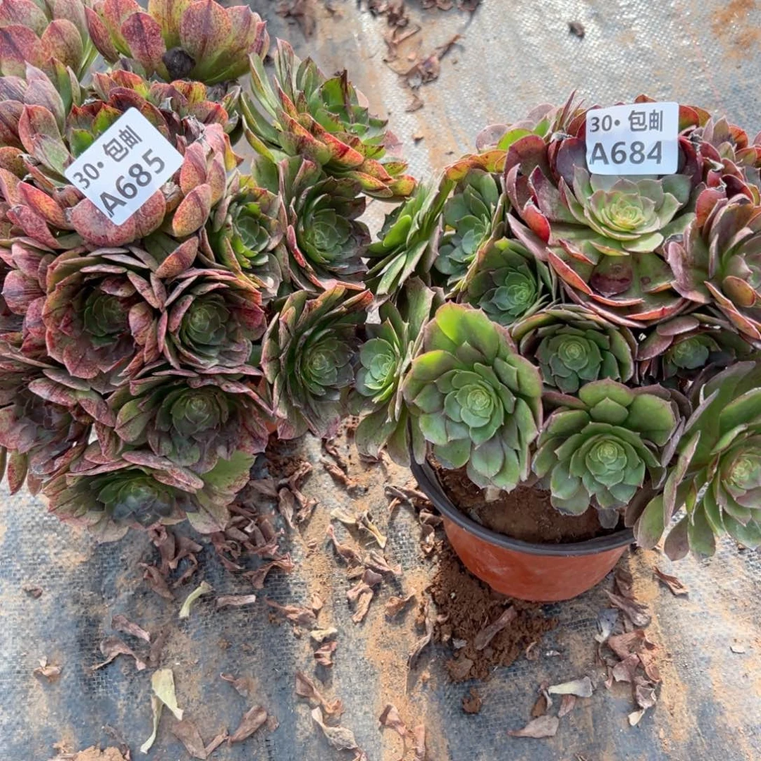 2颗拉丝，沙拉碗多肉侧枝不包