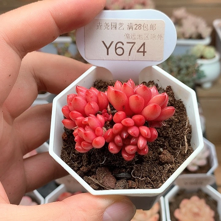 0674鸡血红宝石5厘米