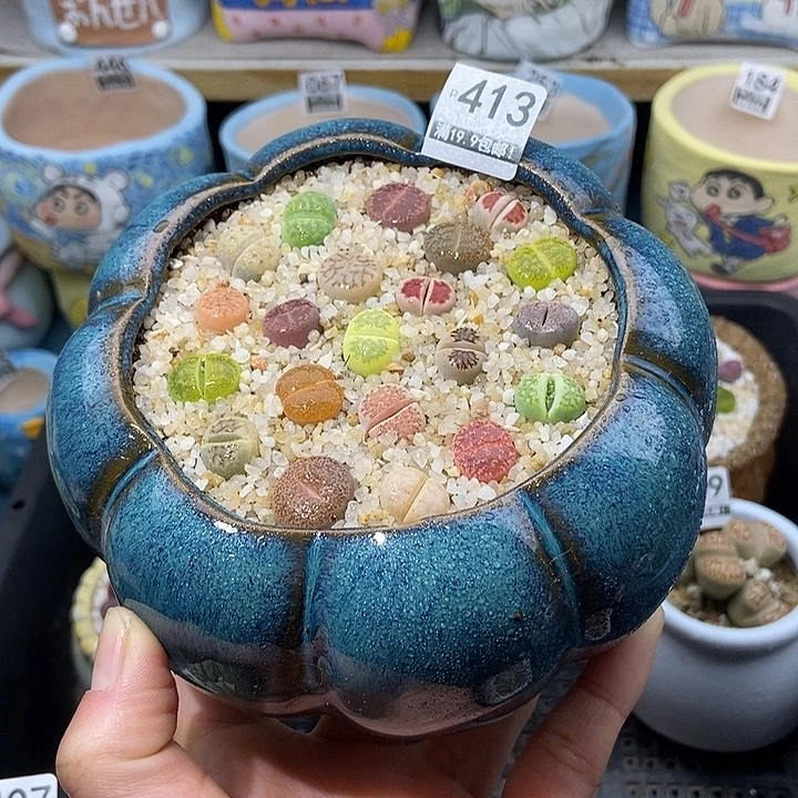 大舅生石花肉锥多肉 413