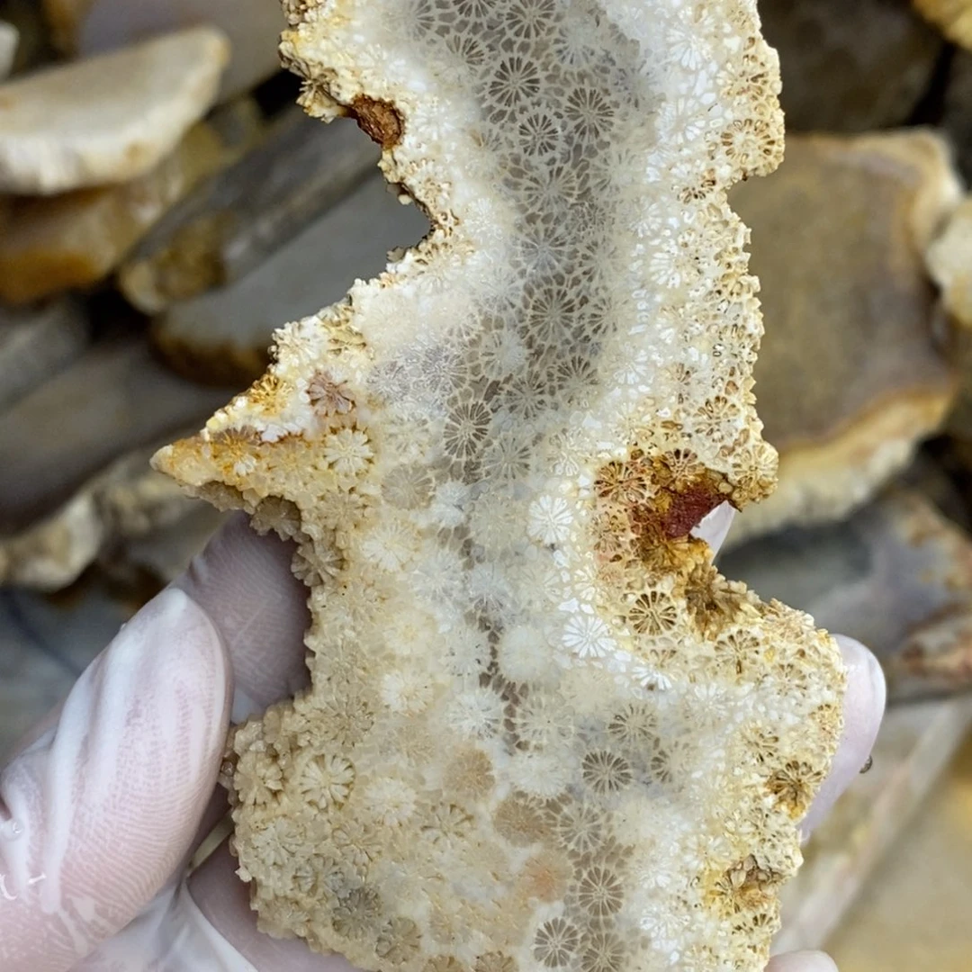 【闪购商品】未镶嵌珊瑚玉硅化玉