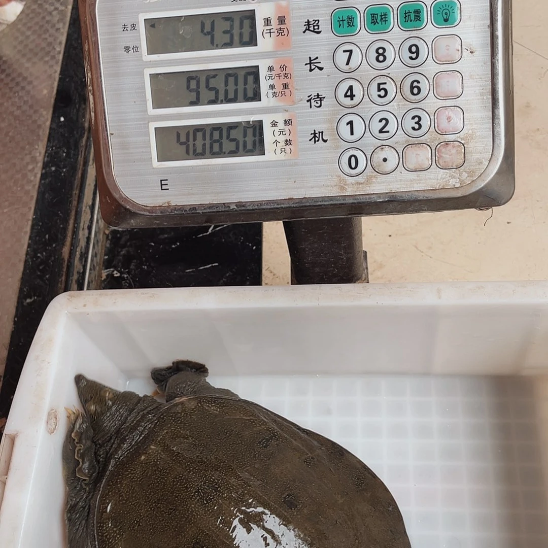 中国大陆野生甲鱼包邮包活