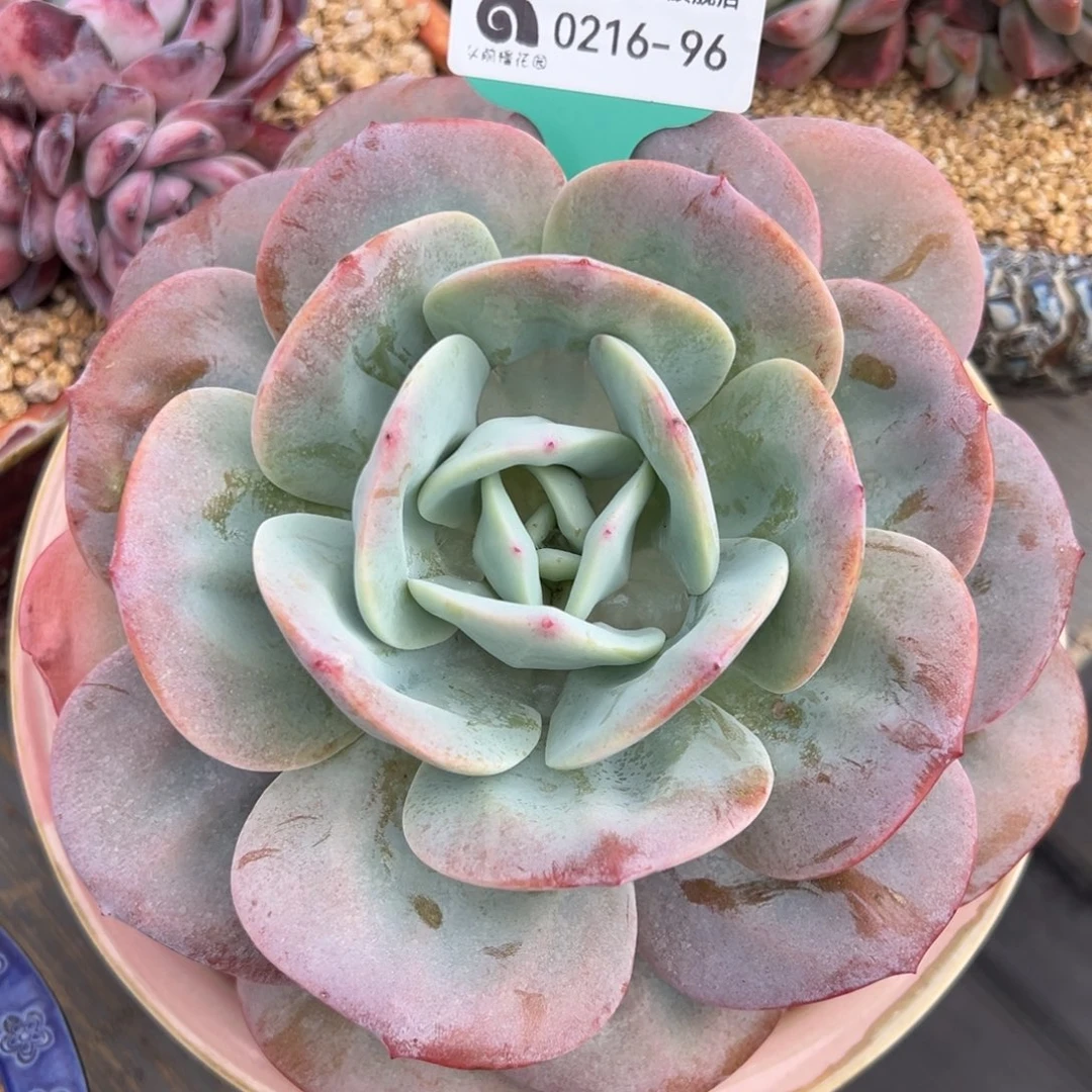 从前慢多肉精选编号0216.96