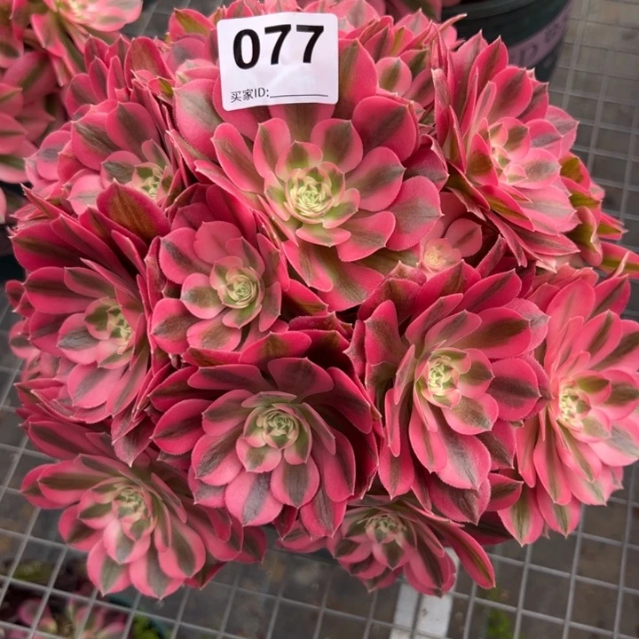 077女巫25厘米左右