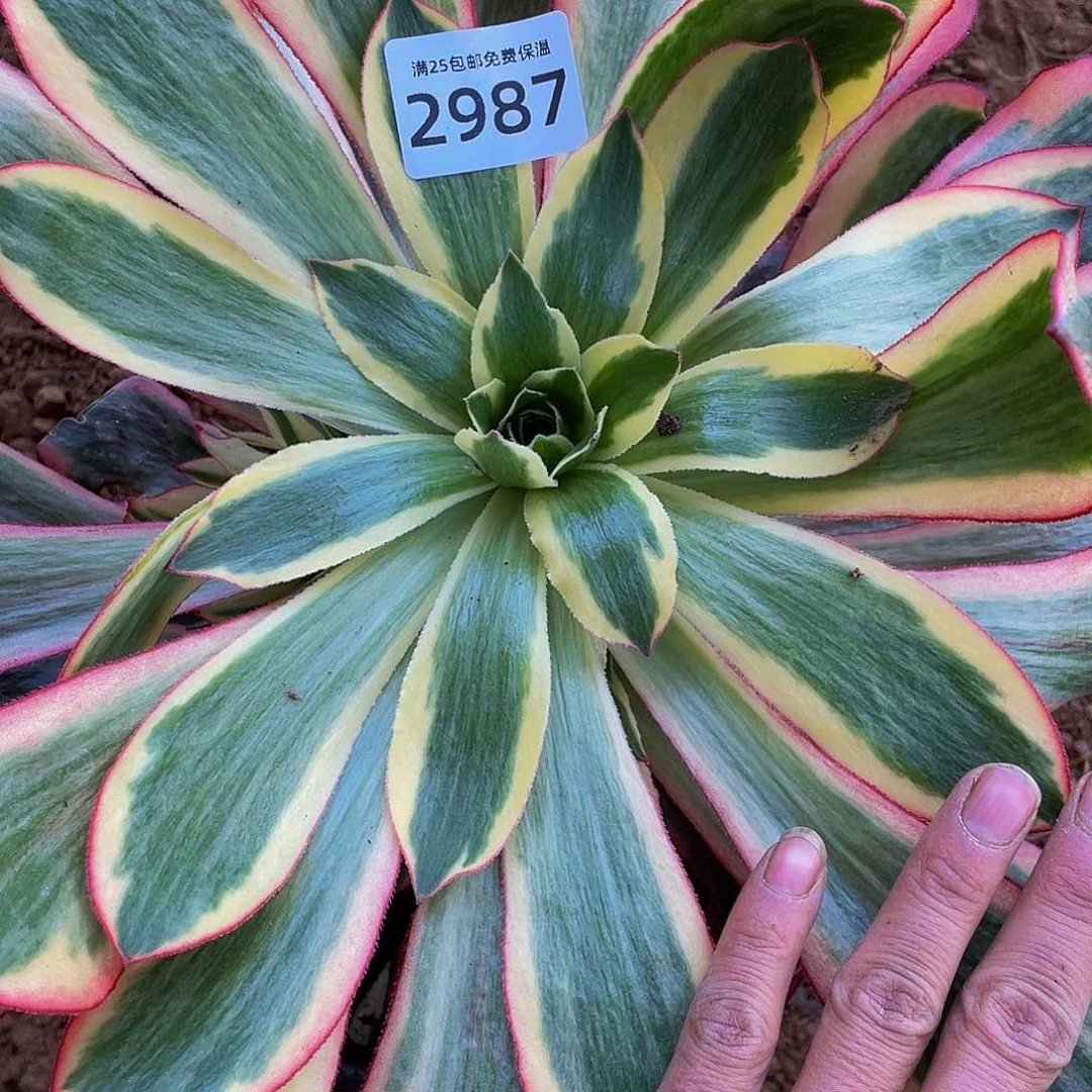 2987魅影大手捧多肉植物