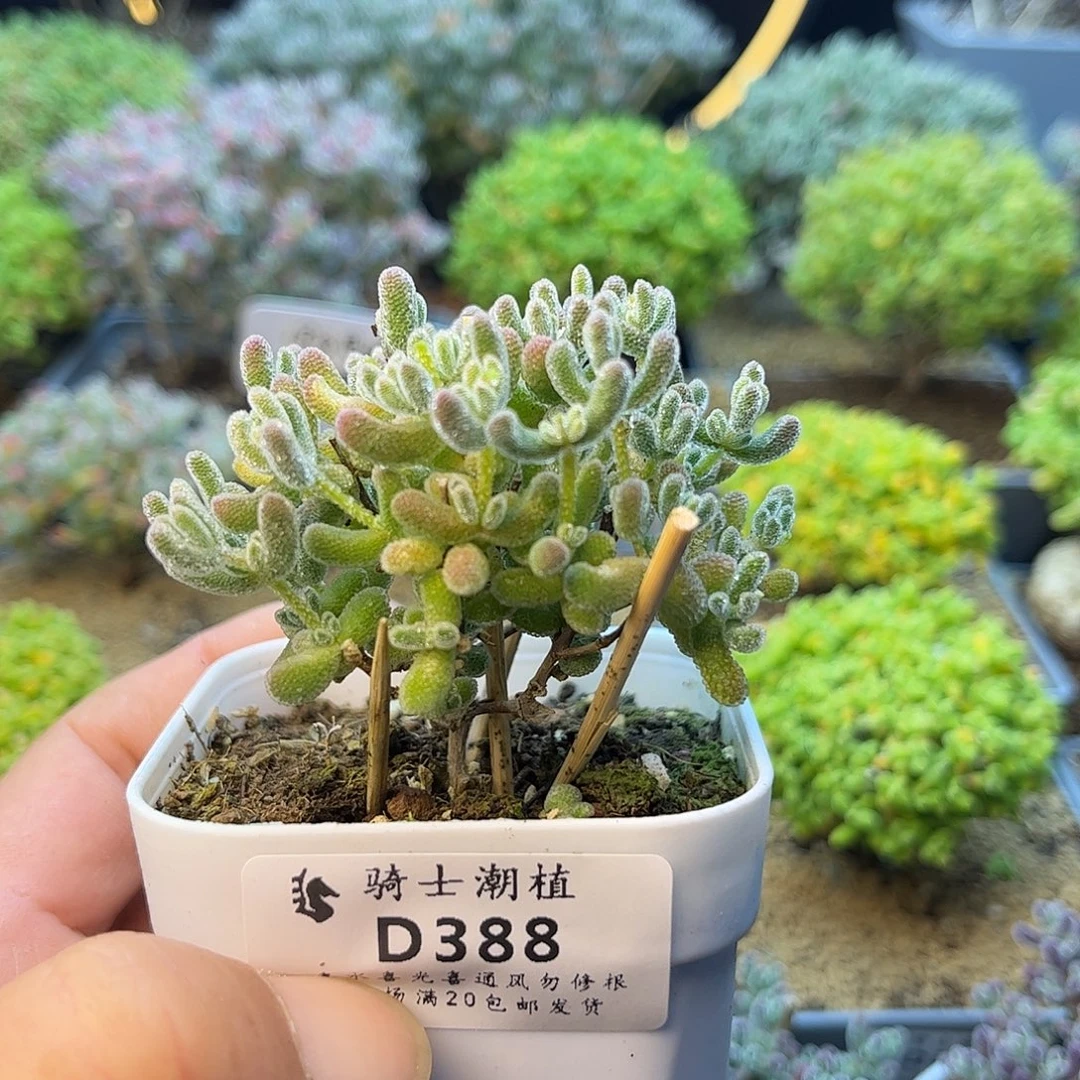 388优选冰晶枝干多肉