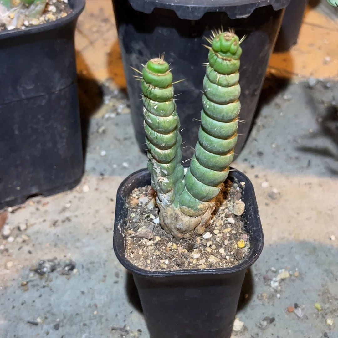 绿竹一物一拍有瑕疵