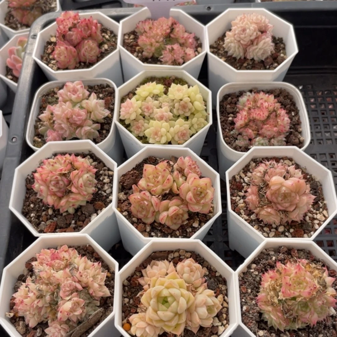 不包整散 盆子不售后1719