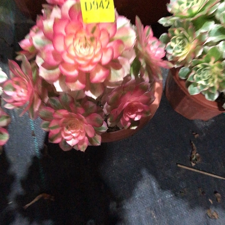 家***）倾城多肉9420000000000