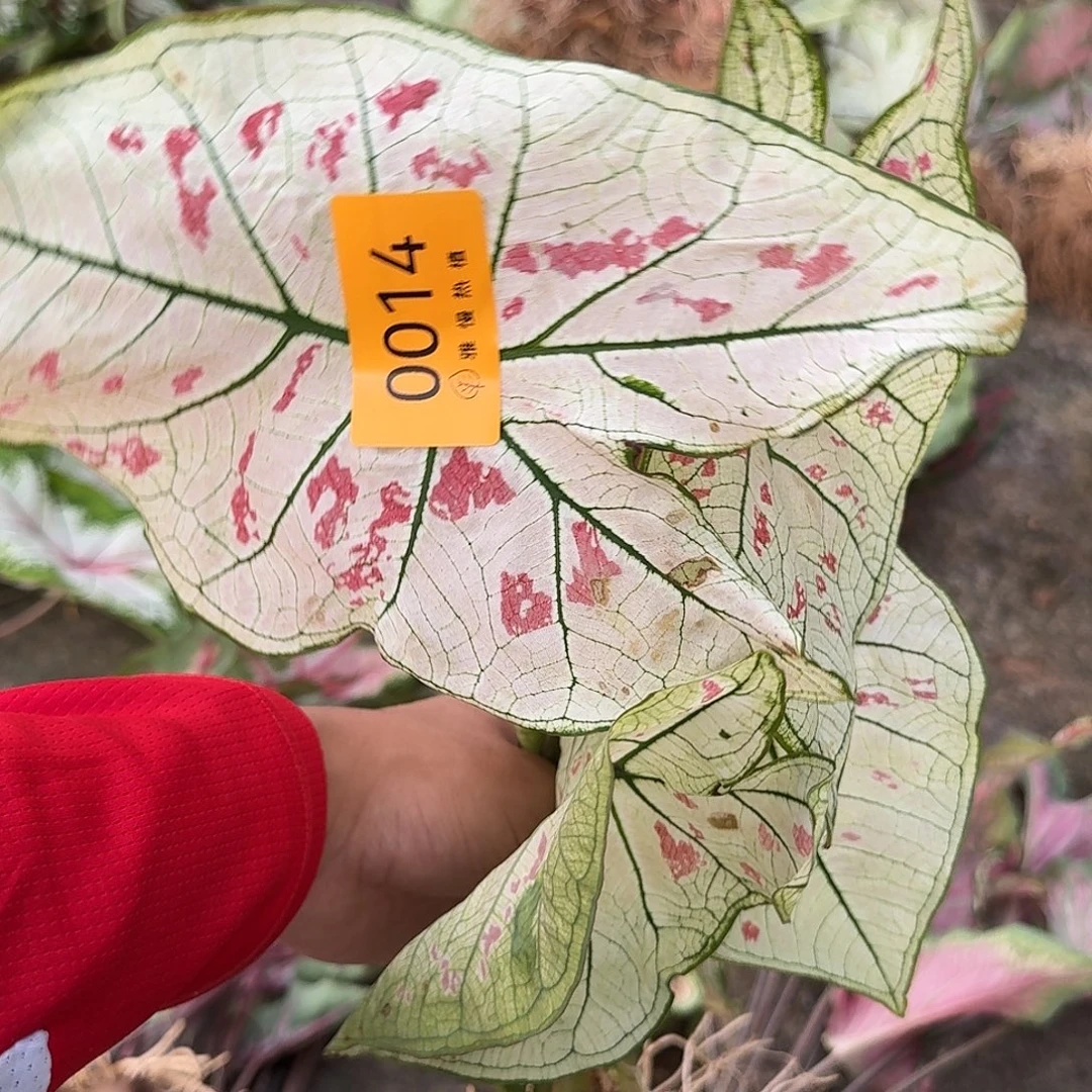 完全开放0014草莓之心8裸球不售后