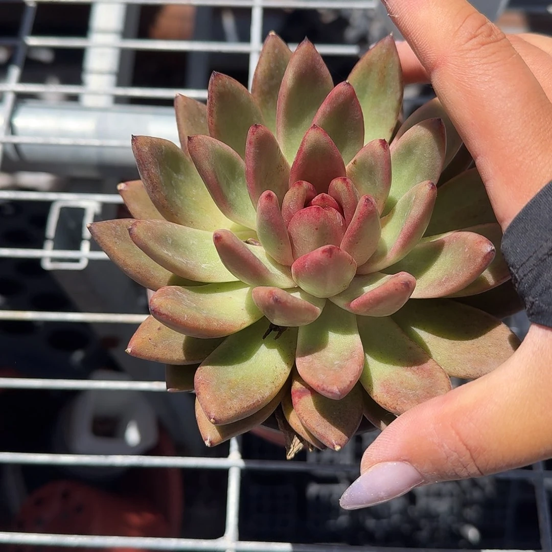 尘埃玫瑰多肉植物精品