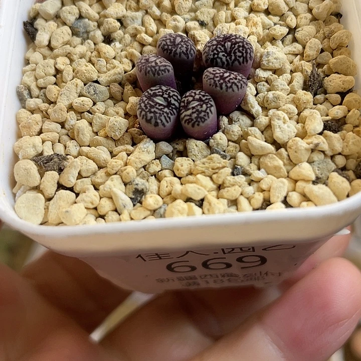 佳人园艺多肉生石花墨669