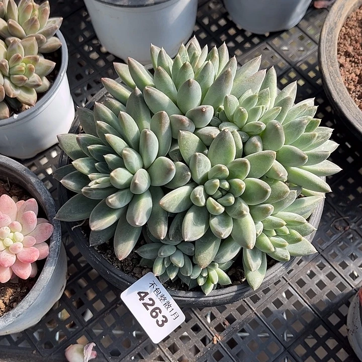 阿雅园艺。       4263落雪美人