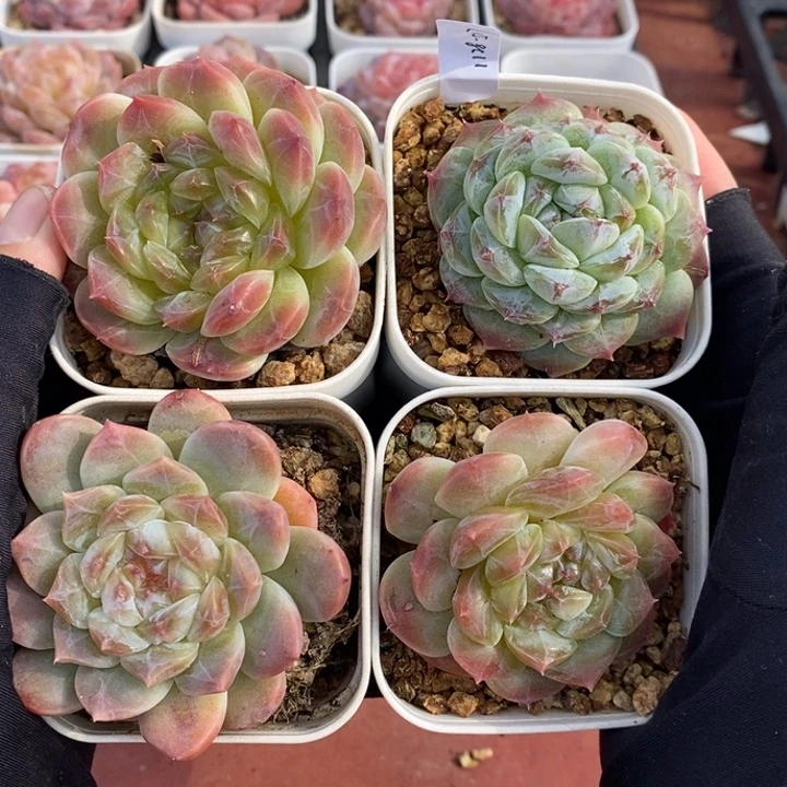 1128-517，4个组合