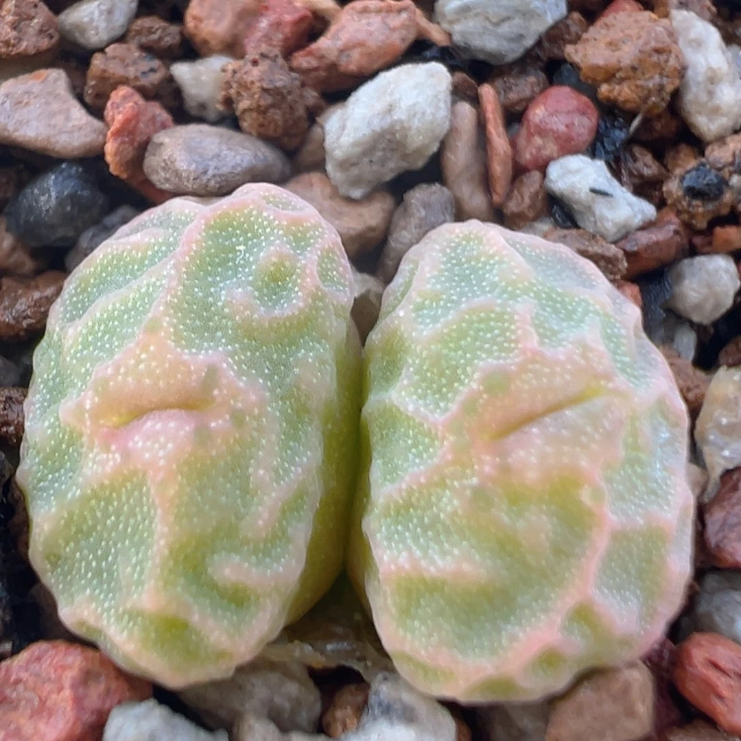 风****?69多肉植物百科知识