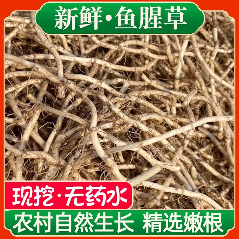 【新根上市】鱼腥草新鲜折耳根嫩根湖北农家当季现挖节节根贵州蔬菜