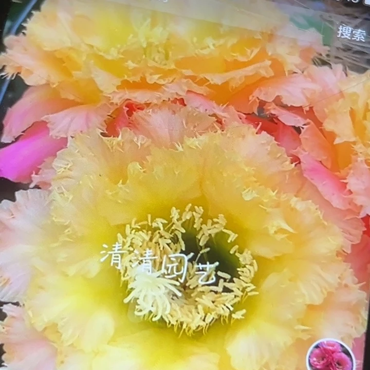 清清黄白菜侧牙瑕疵有黑点