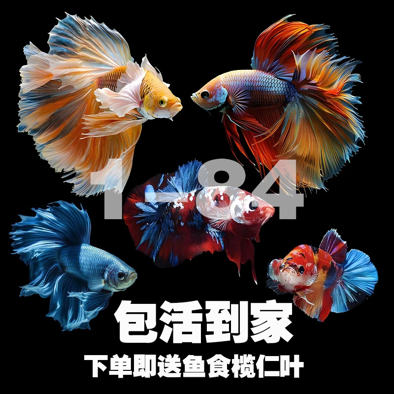 泰国斗鱼超大婚纱尾纯白半月公观赏鱼热带鱼桌面宠物好养耐活