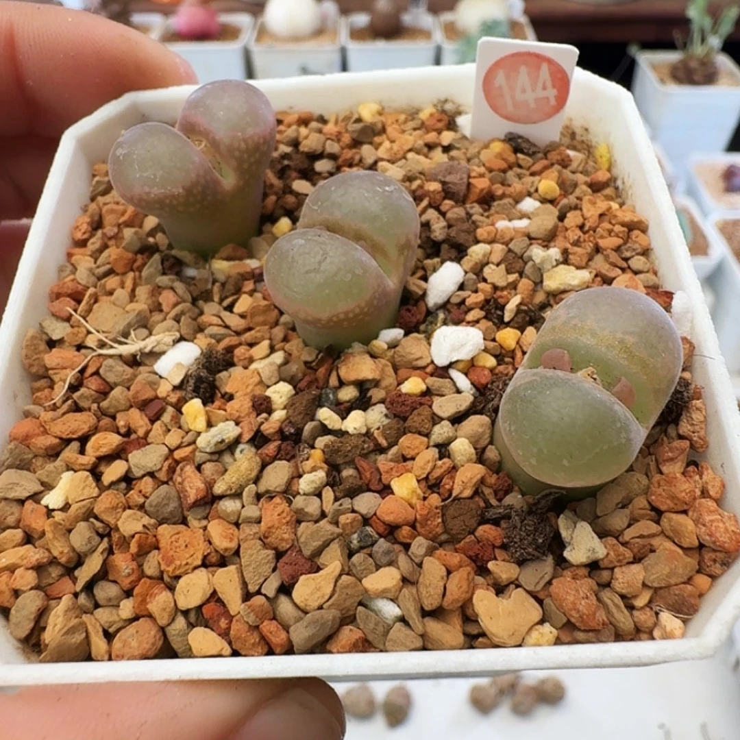 多肉植物福利肉锥红宝石风铃144