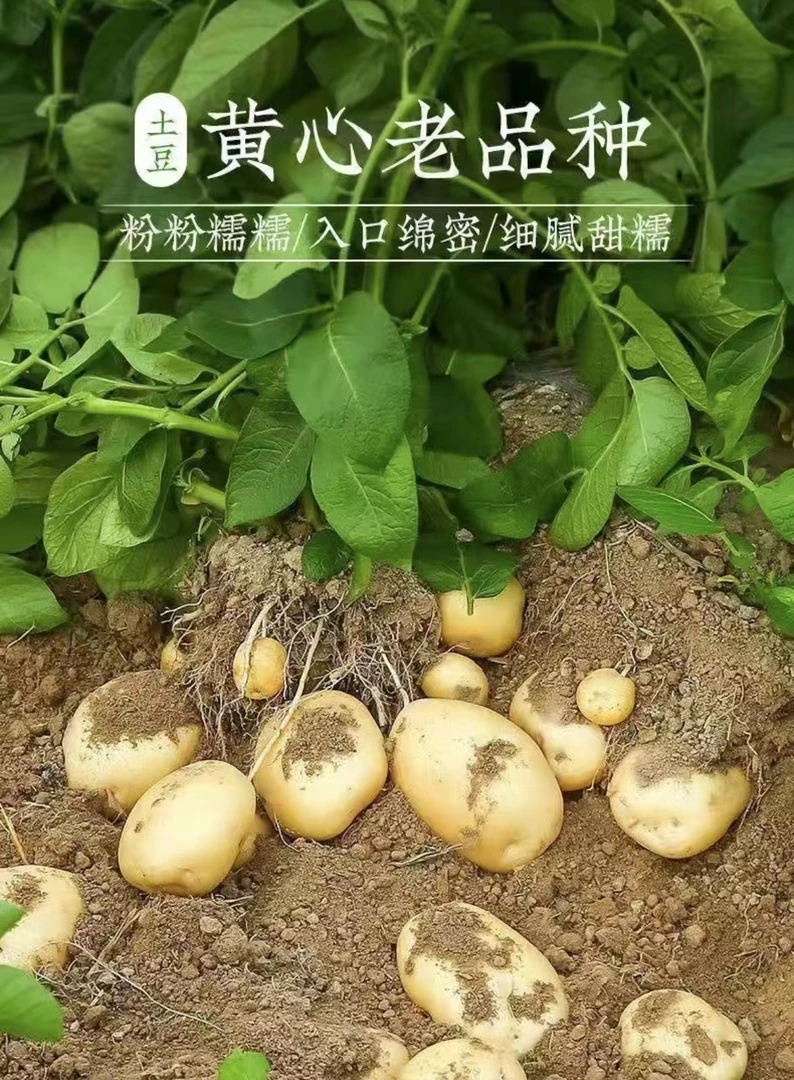 恩施高山马尔科富硒新鲜土豆